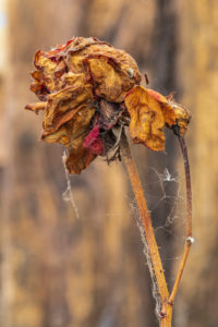 Dried rose blossoms on wood background Dried rose blossoms on wood background
